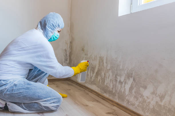 Mold Remediation specialist working in Port Townsend